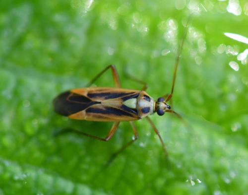 Stenotus binotatus